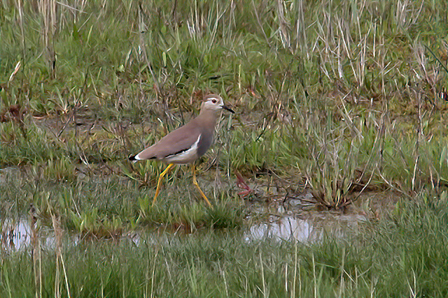 28 april 2014, Witstaartkievit, Den Helder_3-sharpen-focus
