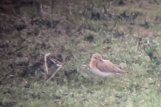 22 mei 2016, Woestijnplevier, Lauwerpolder_02