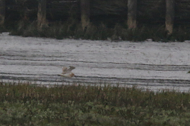 22 mei 2016, Woestijnplevier, Lauwerpolder_03