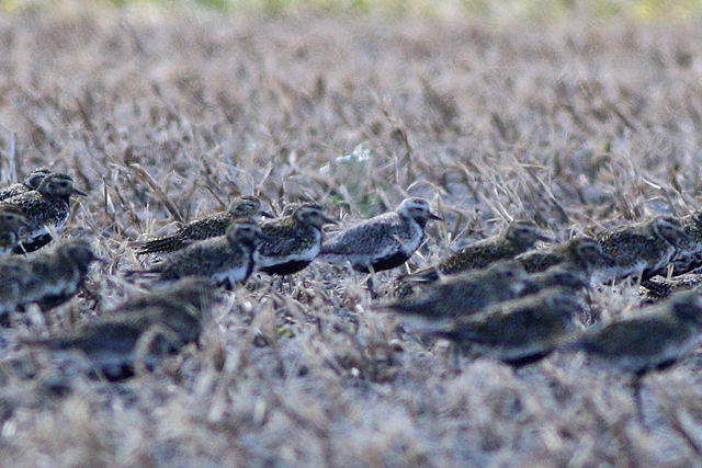 10 augustus 2024, Zilverplevier, Lauwersmeer