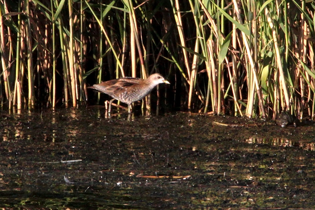18 september 2011, Klein waterhoen, Lepelaarsplassen