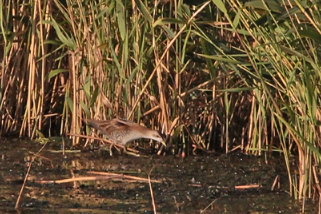 18 september 2011, Klein waterhoen, Lepelaarsplassen_2