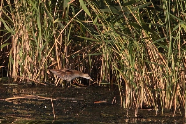 18 september 2011, Klein waterhoen, Lepelaarsplassen_3
