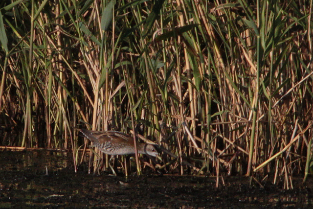 18 september 2011, Klein waterhoen, Lepelaarsplassen_4