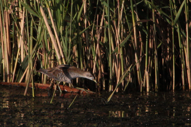 18 september 2011, Klein waterhoen, Lepelaarsplassen_5