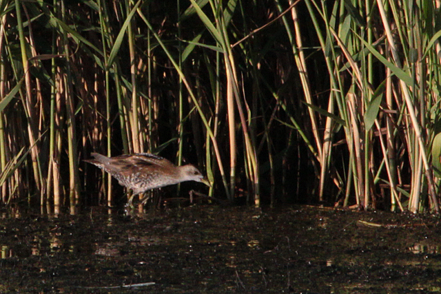18 september 2011, Klein waterhoen, Lepelaarsplassen_6