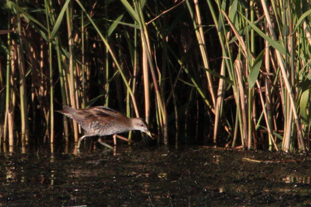 18 september 2011, Klein waterhoen, Lepelaarsplassen_7