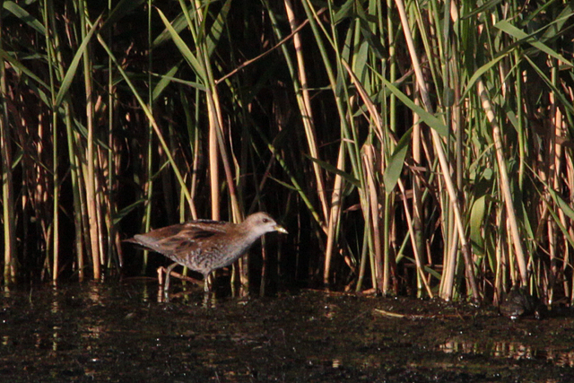 18 september 2011, Klein waterhoen, Lepelaarsplassen_8