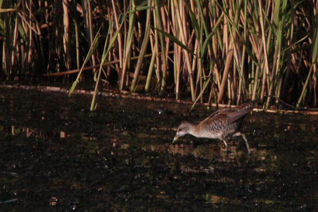18 september 2011, Klein waterhoen, Lepelaarsplassen_9