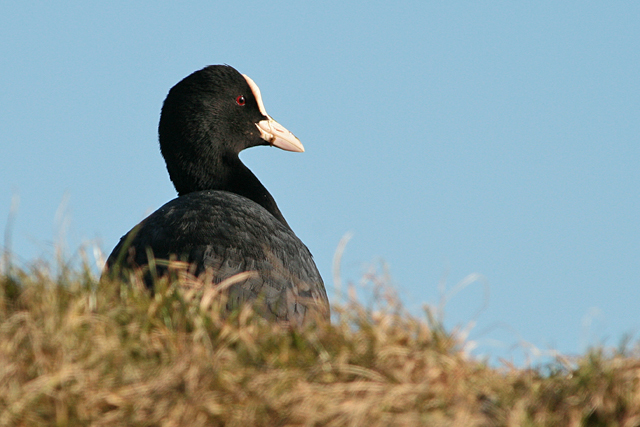 14 februari 2009, Meerkoet, Texel