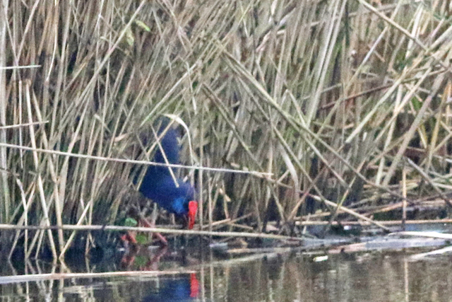 20211219 Purperkoet Alblasserdam 02