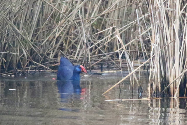 20211219 Purperkoet Alblasserdam 04