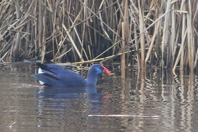 20211219 Purperkoet Alblasserdam 07