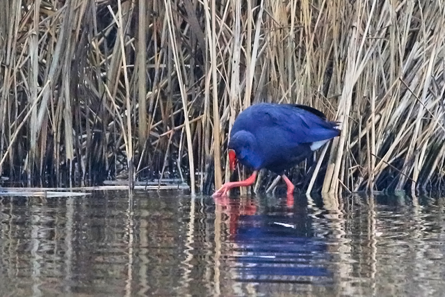 19 december 2021, Purperkoet, Alblasserdam_fel