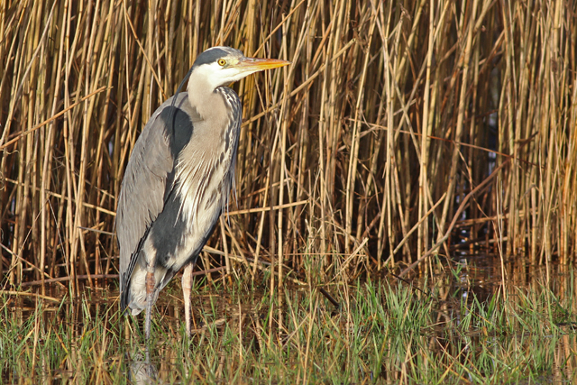 5 februari 2022, Blauwe Reiger, Lauwersmeer