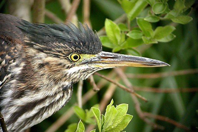 30 april 2006, Groene reiger, Amsterdam
