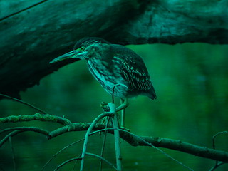 30 april 2006, Groene reiger, Amsterdam_08