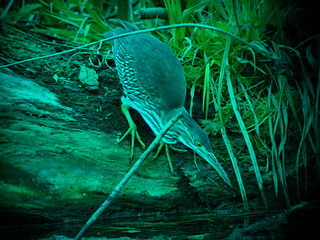 30 april 2006, Groene reiger, Amsterdam_09