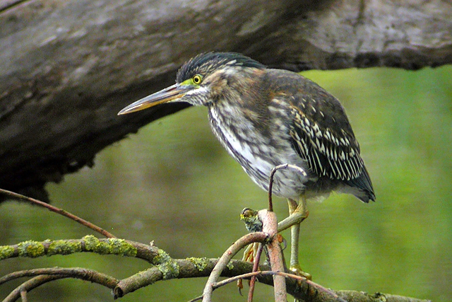 30 april 2006, Groene reiger, Amsterdam_14