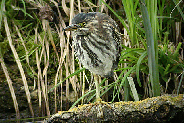 30 april 2006, Groene reiger, Amsterdam_2