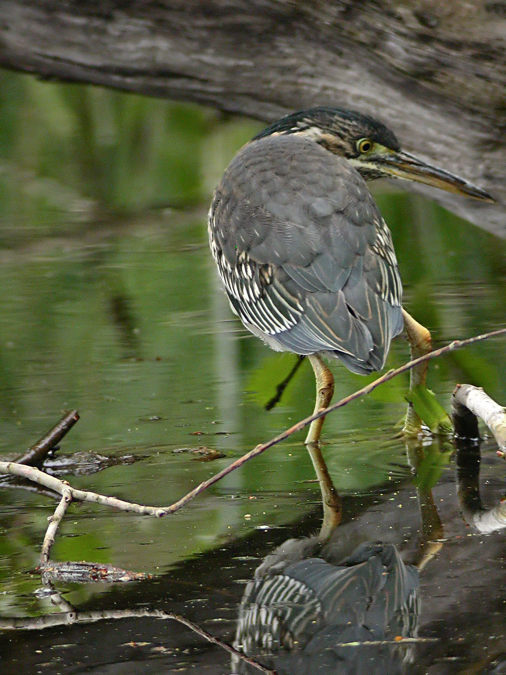 30 april 2006, Groene reiger, Amsterdam_3