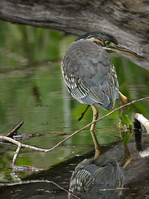 30 april 2006, Groene reiger, Amsterdam_3_480-640