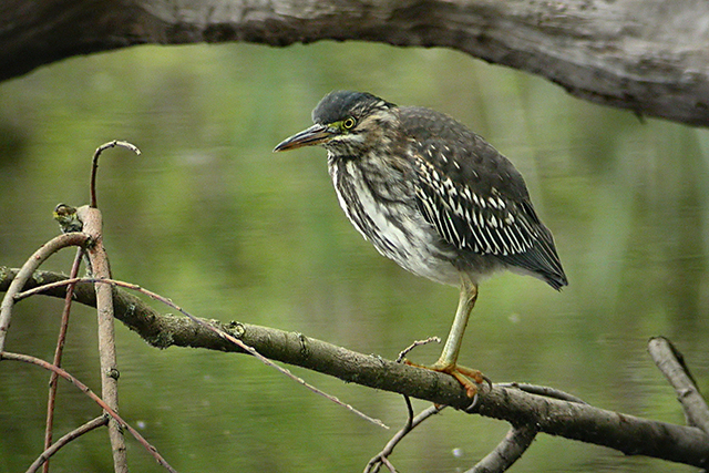 30 april 2006, Groene reiger, Amsterdam_4