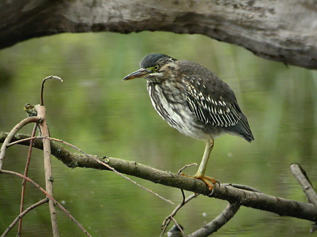 30 april 2006, Groene reiger, Amsterdam_4_640-480