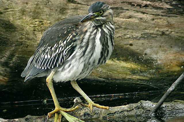 30 april 2006, Groene reiger, Amsterdam_5