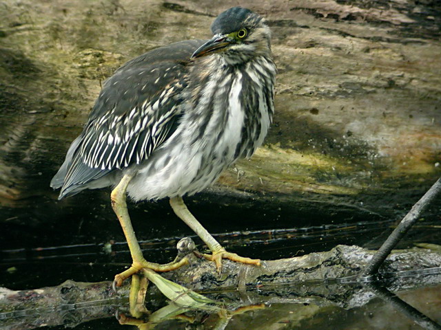 30 april 2006, Groene reiger, Amsterdam_5_640-480