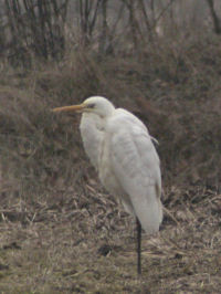 19 maart 2006, grote zilverreiger, Lheebroek