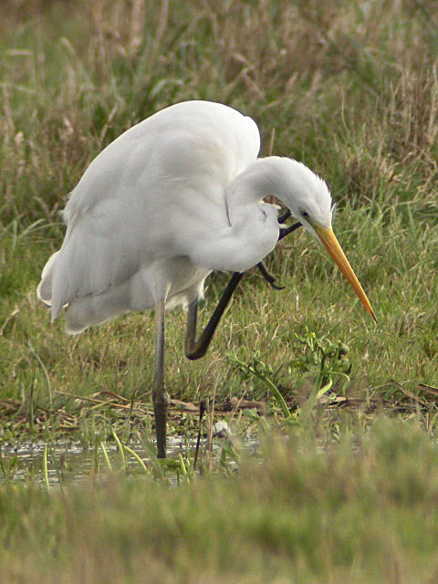14 november 2006, Grote zilverreiger, Ezumakeech