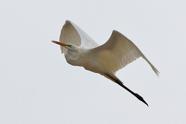 17 oktober 2022, Grote Zilverreiger, Texel