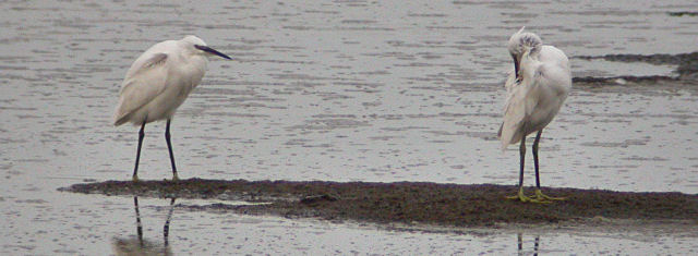 8 oktober 2006, Kleine zilverreigers, Texel