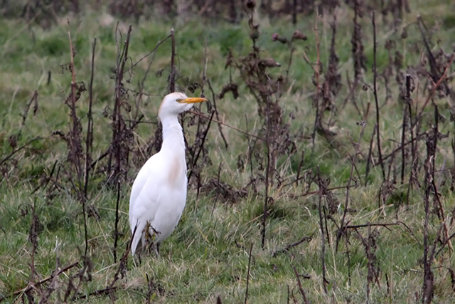 17 november 2013, Koereiger, Lauwersmeer