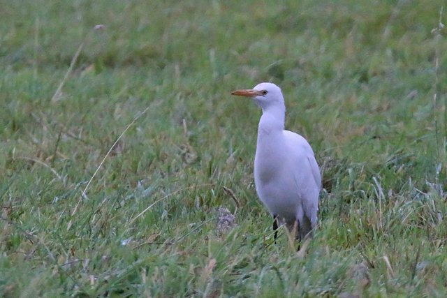 21 augustus 2016, Koereiger, Hippolyteshoef