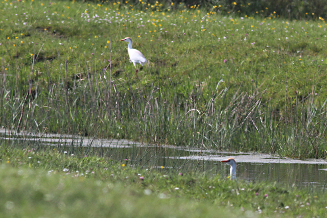 20 mei 2017, Koereigers, Lauwersmeer