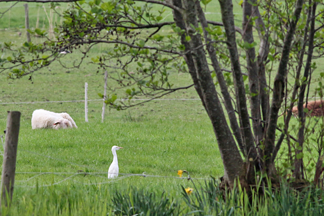 29 april 2018, Koereiger, Terschelling