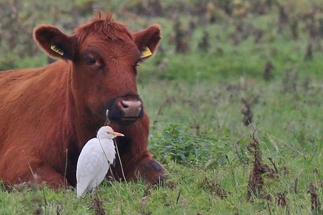 23 oktober 2019, Koereiger, Lauwersmeer-Bantpolder