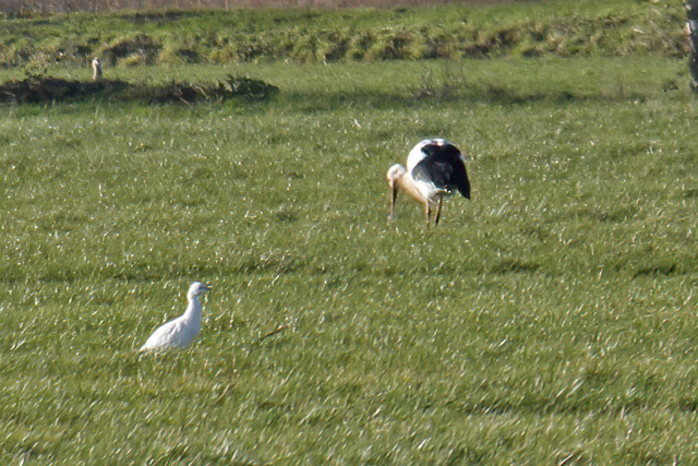 22 januari 2021, Koereiger, Breukelen