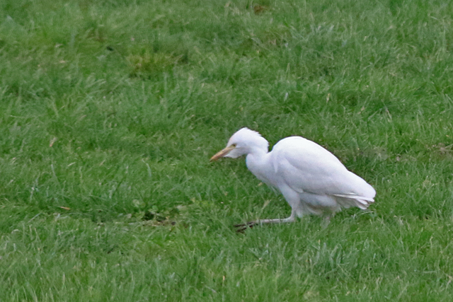13 februari 2022, Koereiger, Goudswaard