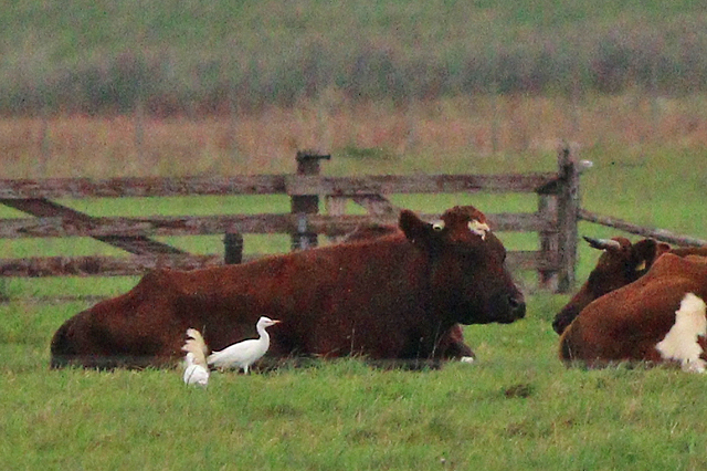 9 oktober 2023, Koereiger, Texel