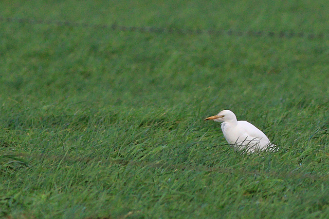 29 december 2023, Koereiger, Lheebroek - De Vennen