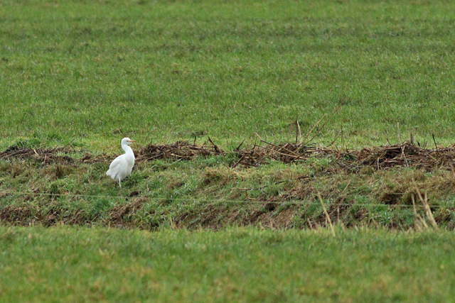 13 januari 2024, Koereiger, Jutryp