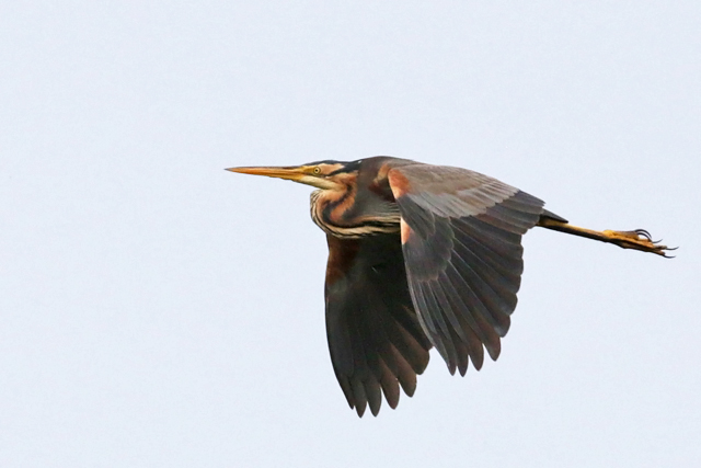 25 juni 2016, Purperreiger, De Wieden