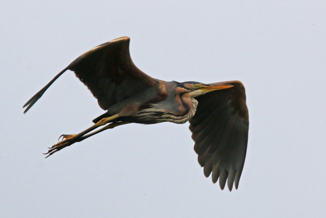 25 juni 2016, Purperreiger, De Wieden_2