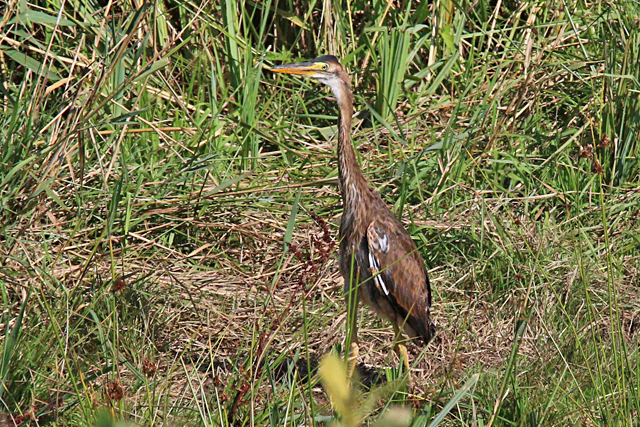 20 juli 2024, Juveniele Purperreiger, De Auken