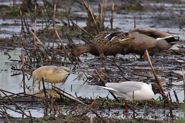 3 juni 2016, Ralreiger, Onlanden_02