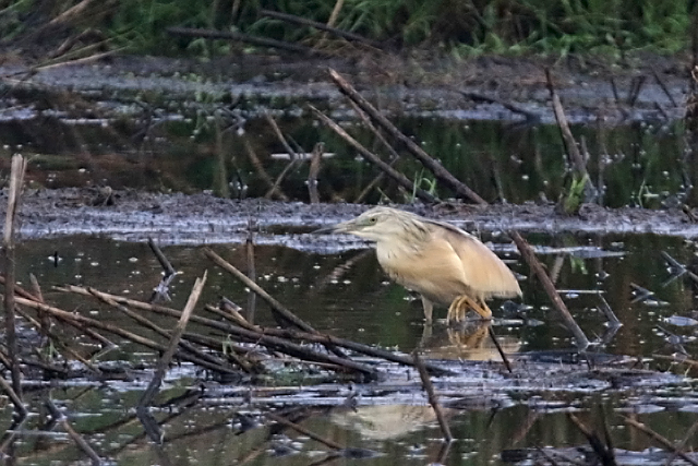 3 juni 2016, Ralreiger, Onlanden_03