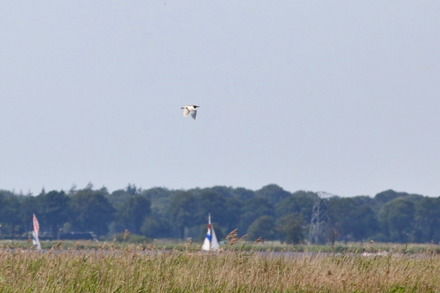 11 juni 2017, Ralreiger, Wolfsbarge